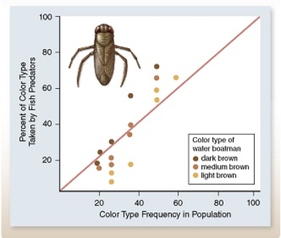 <strong> The percentage of different colored water boatmen eaten by fish were graphed relative to the frequency of that color in the population.Based on the graph, a population of water boatmen would _____</strong> A)increase in rare genotypes. B)have no variation in genotype frequencies. C)lose rare genotypes. D)increase in size.