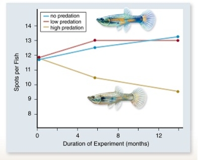 <strong> In the experiment above, guppy color patterns (spots) were measured in populations exposed to increasing amounts of predation.From this you could conclude that ____ .</strong> A)evolutionary changes take millions of years to appear B)predators are less likely to catch and eat brightly colored guppies C)predators are more likely to catch and eat brightly colored guppies D)brightly colored guppies are more likely to reproduce in the presence of predators