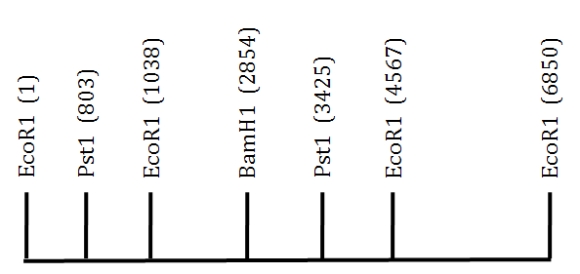 <strong>A 6.85 kb EcoRI fragment of DNA is shown below.The location of several restriction sites is indicated.Scale is approximate. If you were to completely digest this fragment of DNA with PstI, how many pieces of DNA would you obtain?</strong> A)1 B)2 C)3 D)4