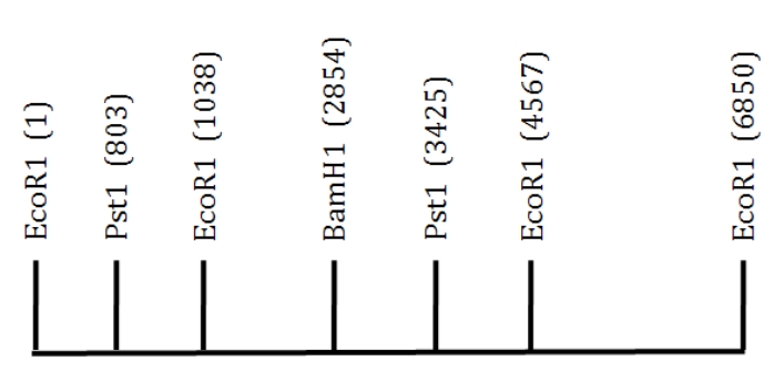 <strong>A 6.85 kb EcoRI fragment of DNA is shown below.The location of several restriction sites is indicated.Scale is approximate. If you were to digest this DNA with PstI, which length of DNA fragment would migrate the fastest on an agarose gel?</strong> A)803 B)2622 C)3425 D)235