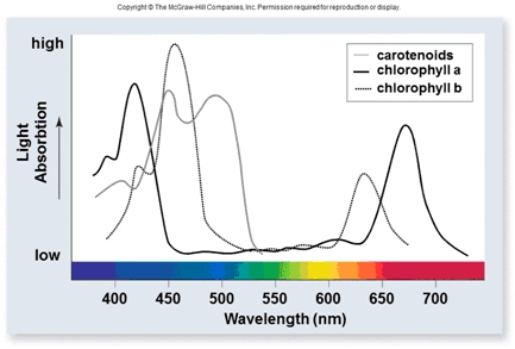 <strong> Based on a variety of experiments, it is known that the rate of photosynthesis is highest when wavelengths of light between 400 and 500 nm are used, and when wavelengths around 700 nm are used.What does this indicate about the relative importance of chlorophyll a and b in photosynthesis?</strong> A)Reflection of light by chlorophyll a and b is essential for the process of photosynthesis B)Absorption of light by chlorophyll a and b is essential for the process of photosynthesis C)Transmission of light by chlorophyll a and b is essential for the process of photosynthesis D)Chlorophyll a and b are much less important than other pigments in the reflection, absorption and transmission of light relevant to photosynthesis
