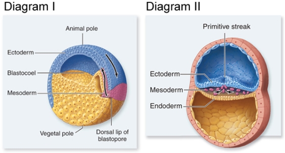 <strong>In the diagram, which of the following is true? </strong> A)Both diagrams show developmental sequences occurring in the same animal. B)Both diagrams show blastulae. C)Diagram II shows gastrulation in a bird. D)Diagram I shows gastrulation in a frog.