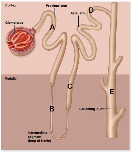 According to the above figure, which letter corresponds to the lowest tubular fluid osmolarity under normal conditions?