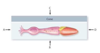 <strong>Which letter indicates the direction of incoming light in a typical vertebrate? </strong> A)A B)B C)C D)D