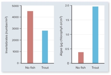 <strong>The following figure shows studies in a stream where enclosures were set up either with trout or with no trout.Which statement is a correct interpretation of the graph about trout,invertebrates,and algae? </strong> A)If trout are present in a system,algae production is low and invertebrate population levels are also low. B)If trout are present in a system,algae production is high and invertebrate population levels are also high. C)If trout are present in a system,algae production is high and invertebrate population levels are low. D)Trout do not seem to affect the algae production; only the invertebrate populations are affected. E)Trout do affect the algae production but not the invertebrate populations.