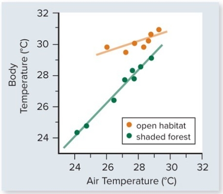 <strong>The figure included shows the body temperature of lizards versus air temperature in two different habitats-open and shaded forest.Which one of the following conclusions is best supported by these data. </strong> A)Lizards are more active in open habitats. B)Lizards sunbathe more in open habitats. C)Lizards in shaded forest habitats eat more to maintain their temperature. D)The body temperature of lizards is more constant in open than in shaded forest habitats. E)The negative effect of air temperature on body temperature is less in shaded forest habitats because the temperature varies less there.