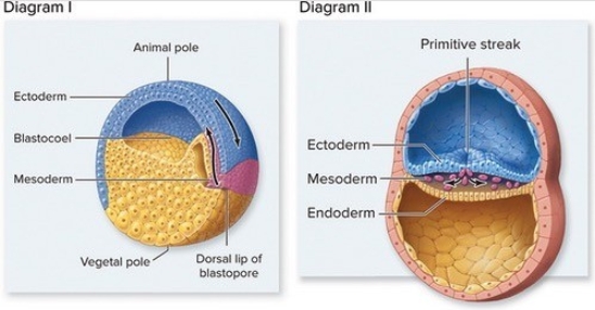 <strong>Which of the following is an accurate statement? </strong> A)Both diagrams show developmental sequences occurring in the same animal. B)Both diagrams show blastulae. C)Diagram II shows gastrulation in a bird. D)Diagram I shows gastrulation in a frog. E)Diagram I shows gastrulation in a mammal and diagram II shows gastrulation in a reptile.