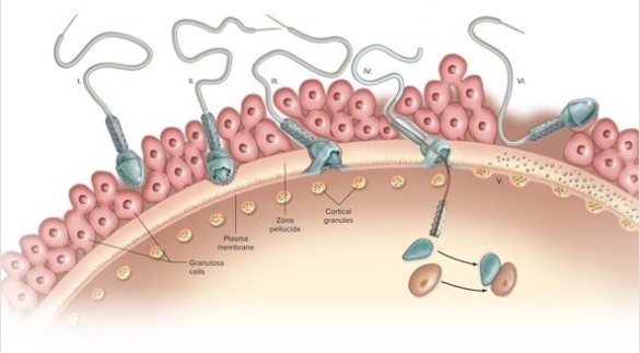 Referring to the figure of sperm penetration and fusion,match the lettered description with the correct numbered step in the figure. A. Some of the zona pellucida is degraded by acrosomal enzymes. B. Enzymes are released by cortical granules that harden the zona pellucida. C. Sperm and egg fuse at the plasma membrane. D. Sperm penetrates the corona radiata. E. The sperm nucleus dissociates and enters the cytoplasm. F. Additional sperm can no longer penetrate. -Step V