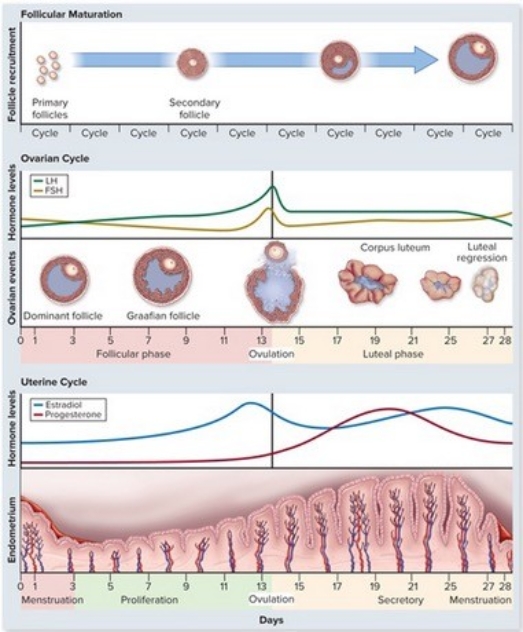-According to the figure,what is the only hormone that doesn't peak during ovulation?