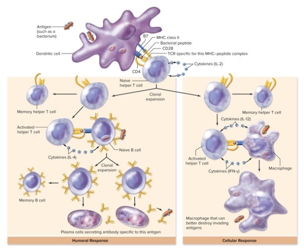 Referring to the figure showing helper T cell function,which statements are true? (Check all that apply.)