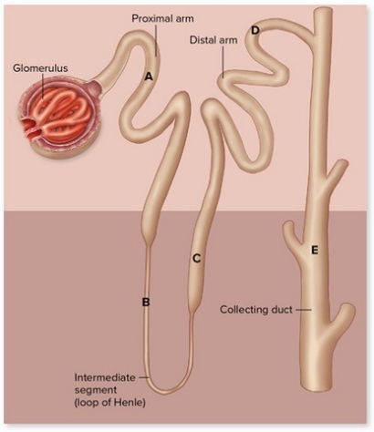 According to the above figure,which letter corresponds to the lowest tubular fluid osmolarity under normal conditions?