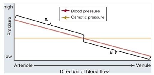 The graph below can be used to understand the forces underlying the movement of fluid between the blood and the interstitial fluid.What is a true statement concerning these processes?