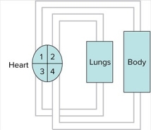 <strong>Refer to the diagram below of the mammalian circulatory system. If blood is going from the lungs to space 3,what is the name of space 3?</strong> A)left ventricle B)left atrium C)right ventricle D)right atrium E)pulmonary vein