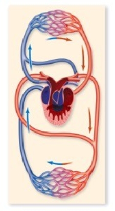 Which animal is likely to have the circulatory pattern shown in the figure?