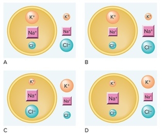 <strong>Which diagram correctly illustrates the distribution of ions in a resting neuron? (Note: A larger symbol indicates a higher concentration of that ion.) </strong> A)A B)B C)C D)D