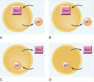 <strong>Which figure correctly illustrates the mechanism of action of the sodium-potassium pump? </strong> A)A B)B C)C D)D