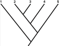 <strong> Based on the phylogeny shown,we can conclude that species 2 is most closely related to species</strong> A)1) B)3) C)4) D)5) E)1 or 3 (can't tell).