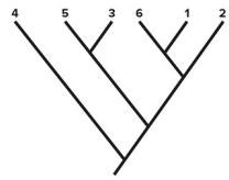 <strong> Consider the cladogram shown.Based on this cladogram,which species has the greatest number of ancestral character states?</strong> A)1 B)2 C)3 D)4 E)5