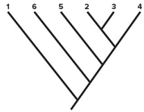 <strong> Consider the cladogram shown.Which pair of species shares the greatest number of derived characters (synapomorphies)?</strong> A)1 and 4 B)2 and 3 C)2 and 4 D)6 and 4 E)6 and 5