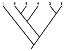 <strong> Consider the cladogram shown.Which pair of species shares the greatest number of derived characters (synapomorphies)?</strong> A)1 and 3 B)6 and 4 C)6 and 5 D)2 and 3 E)6 and 3