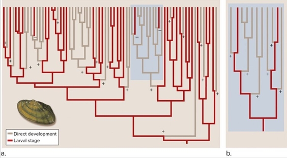 <strong>The figure shows a cladogram of direct development versus development of a larval stage.Choose the true statements about the evolution of development in limpets. </strong> A)Loss of structures in the transition from a larval stage to direct development prohibits evolutionary reversal. B)Direct development has evolved multiple times. C)Evolution always proceeds parsimoniously. D)Possession of a larval stage is the ancestral state in limpets.