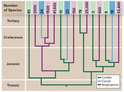 <strong>The figure shows the evolutionary diversification of the largest clade of herbivorous beetles with the group of plants on which they specialize.Choose the true statements about the evolution of species richness in herbivorous beetles. </strong> A)Feeding on conifers evolved earlier than feeding on angiosperms. B)Feeding on cycads evolved earlier than feeding on angiosperms. C)Diversification of the angiosperms may have led to diversification of herbivorous beetles. D)The multiple,independent evolution of herbivory in beetles is closely linked to their great species richness.