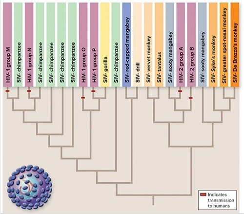 <strong>The figure shows the evolution of HIV and SIV.Choose the true statements about the evolution of HIV (Select all that apply). </strong> A)All strains of HIV are included within clades with SIV strains. B)A strain of HIV is never more closely related to another strain of HIV than it is to a SIV strain. C)Humans acquired different subtypes of HIV from different primate hosts. D)HIV-1 group O is more closely related to SIV-chimpanzee than SIV-gorilla. E)All strains of SIV are included within clades with HIV strains.