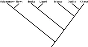 <strong> Based on the phylogeny shown,choose the true statements about evolutionary relationships (Select all that apply).</strong> A)A snake is more closely related to a newt than to a mouse. B)A newt is equally related to a snake and a chimp. C)A mouse is more closely related to a chimp than to a snake. D)A salamander is more closely related to a mouse than to a chimp.