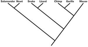 <strong>Indicate the phylogenies that show the same relationship as the phylogeny above (Select all that apply).</strong> A) B) C) D)