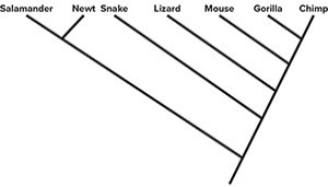 <strong>Indicate the phylogenies that show the same relationship as the phylogeny above (Select all that apply).</strong> A) B) C) D)