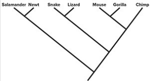 <strong>Indicate the phylogenies that show the same relationship as the phylogeny above (Select all that apply).</strong> A) B) C) D)