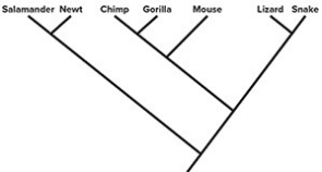 <strong>Indicate the phylogenies that show the same relationship as the phylogeny above (Select all that apply).</strong> A) B) C) D)