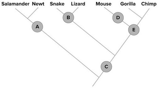 <strong> A frog should be added to the phylogeny above at point</strong> A)A) B)B) C)C) D)D) E)E)