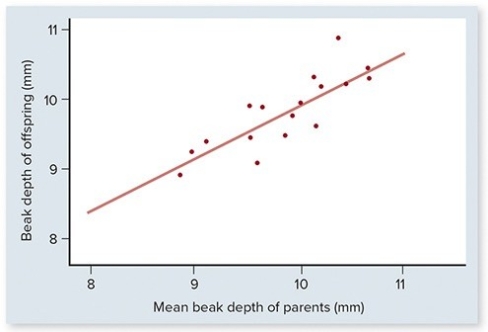 <strong>Which aspect(s)of natural selection is(are)illustrated by the figure below (21.2b)? Check all that apply. </strong> A)Variation must exist in the population. B)Variation among individuals must be genetically transmissible to the next generation. C)Variation among individuals leads to differences in lifetime reproductive success. D)More individuals are produced each generation than the environment can support,resulting in competition for survival.