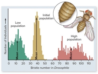 <strong>The figure below shows results of bristle number in Drosophila flies after 35 generations of artificial selection.This figure suggests that </strong> A)bristle number has evolved beyond the original range of phenotypic variation for this trait. B)after 35 generations of selection,populations no longer exhibit variation in bristle number. C)natural selection cannot lead to large phenotypic changes. D)at the end of the experiment,high population flies were unable to interbreed with low population flies.