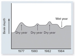<strong> The pattern of wet years and dry years shown will probably move the population toward</strong> A)all having larger beaks. B)all having smaller beaks. C)having intermediate size beaks. D)having two,distinct populations. E)maintaining abundant variation in beak depth.