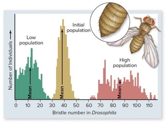 In the laboratory,fruit flies (Drosophila)were artificially selected for the number of bristles on their bodies.One population (R)was selected for low numbers of bristles,a second population (S)for high numbers of bristles. -After 35 generations (about 1 year's time),the two populations R and S were studied.Researchers found