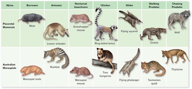 <strong>Marsupials are a very ancestral form of mammal,evolving before placental mammals over 70 million years ago.Today Australian marsupials can be compared to placental mammals on other continents. When you compare Australian marsupials to placental mammals today</strong> A)the marsupials are all very primitive,having changed very little during the last 70 million years. B)the marsupials are very similar to placental mammals in the ways they have adapted to similar ecological niches. C)the marsupials have evolved much more rapidly than placental mammals and are more highly adapted. D)the marsupial fossils look remarkably similar to the placental mammals of today. E)living marsupials are little changed from the earliest marsupial fossil forms.