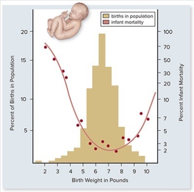 <strong> In the graph above,which baby characteristics would explain the percent infant mortality curve and any subsequent effects on fitness?</strong> A)The baby needs to be large enough to survive after birth,but small enough for a safe delivery. B)The larger the baby the better the chance of survival. C)The smaller the baby the better the chance of survival. D)The baby needs to be small enough to survive after birth,but large enough for a safe delivery. E)There is no correlation between birth weight and survival.