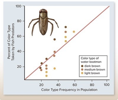 The percentage of different colored water boatmen eaten by fish were graphed relative to the frequency of that color in the population.Based on the graph,a population of water boatmen would ________