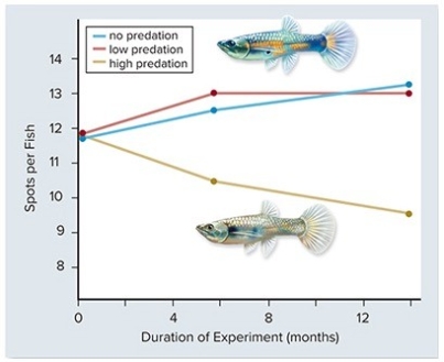 <strong> In the experiment above,guppy color patterns (spots)were measured in populations exposed to increasing amounts of predation.From this you could conclude that ________.</strong> A)predators are more likely to catch and eat brightly colored guppies B)predators are less likely to catch and eat brightly colored guppies C)brightly colored guppies are more likely to reproduce in the presence of predators D)predators do not affect the color patterns of guppies E)evolutionary changes take millions of years to appear