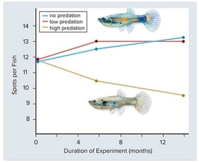 <strong> Based on the graph above,the color of male guppies can be seen as a balance between positive and negative selections.Bright colors are an advantage in ________,but a disadvantage in ________.</strong> A)attracting mates; avoiding predators B)avoiding predators; attracting mates C)avoiding predators; finding food D)attracting mates; finding food E)finding food; attracting mates