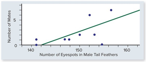 <strong>Pea fowl (peacocks and peahens)show sexual dimorphism -- males have long blue-green tail feathers with eyespots,while females have short brown tail feathers.Which statement best describes the graphed data about peacocks? </strong> A)There are no peacocks with less than 140 eyespots. B)The fewer eyespots that a peacock has in his tail,the more mates he attracts. C)Actually eyespots have very little to do with mate-attracting activities. D)The more eyespots that a peacock has in his tail,the more mates he attracts. E)There are no peacocks with more than 165 eyespots.