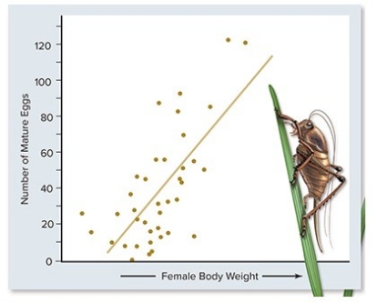 <strong>Male Mormon crickets choose larger females as their mates.Which of the following statements best interprets the graph? </strong> A)Larger females live longer and thus produce more eggs. B)Larger females are capable of storing sperm. C)Larger females reproduce earlier than smaller females. D)Larger females lay more eggs. E)Larger females defend themselves better.