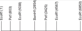 <strong>A 6.85 kb EcoRI fragment of DNA is shown below.The location of several restriction sites is indicated.Scale is approximate. </strong> A)1 B)2 C)3 D)4