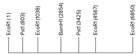 <strong>A 6.85 kb EcoRI fragment of DNA is shown below.The location of several restriction sites is indicated.Scale is approximate. </strong> A)803 B)2622 C)3425 D)235
