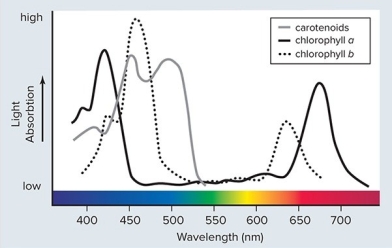 <strong> Copyright</strong> A)Reflection of light by chlorophyll a and b is essential for the process of photosynthesis B)Absorption of light by chlorophyll a and b is essential for the process of photosynthesis C)Transmission of light by chlorophyll a and b is essential for the process of photosynthesis D)Chlorophyll a and b are much less important than other pigments in the reflection,absorption and transmission of light relevant to photosynthesis