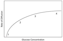 <strong>The diagram shows the rate of diffusion into a cell using carrier proteins.   McGraw-Hill Education If Na<sup>+</sup> levels were depleted in the extracellular fluid,rate of glucose movement would</strong> A)increase. B)decrease. C)stay the same. <div style=padding-top: 35px> 