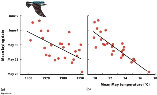 Explain the relationship between the two plotted variables in Figure 8.14. How can egg development and laying occur prior to the end of May if there is a relation between the mean date of laying and average temperatures for May?