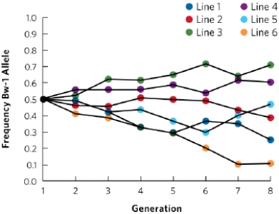 You conduct an experiment in which you raise six replicated lines of fruit flies for eight generations. You keep population size constant at 20 adults per generation. You are interested in a gene, bw, that affects eye color. This gene has two alleles, bw-1 and bw-2. You start each replicated line with the frequency of the bw-1 allele at 50 percent. Do the data in the graph better match the prediction for the bw alleles evolving by genetic drift or by directional selection? Be sure to define directional selection and genetic drift and describe the prediction of both hypotheses.